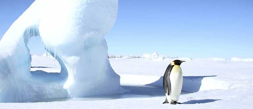 Emperor Penguin in Antarctica Emperor penguin on iceberg in Antarctica