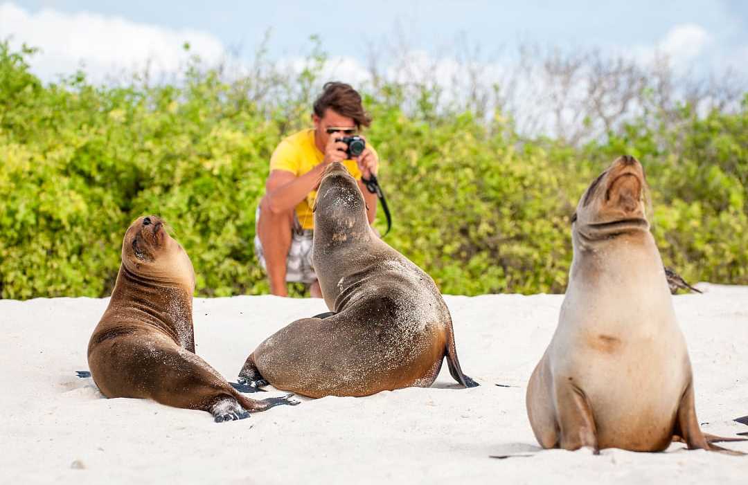 Galapagos Island, Ecuador Man photographing sea lions on a beach in the Galapagos Islands