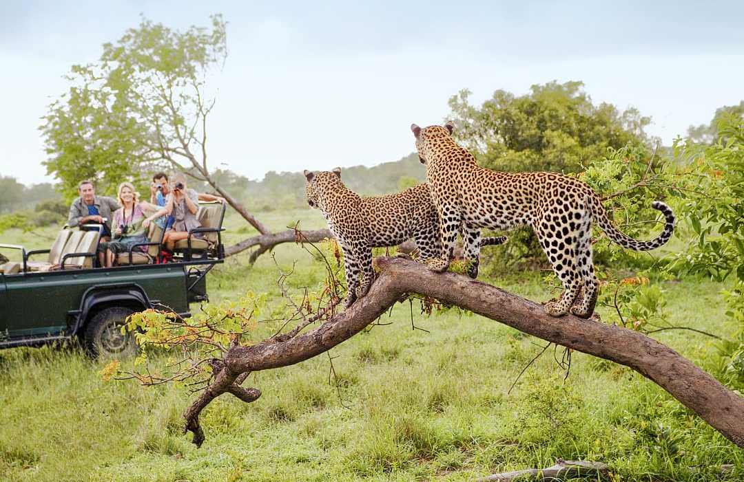 Travelers on safari photographing two leopards in Kruger National Park, South Africa