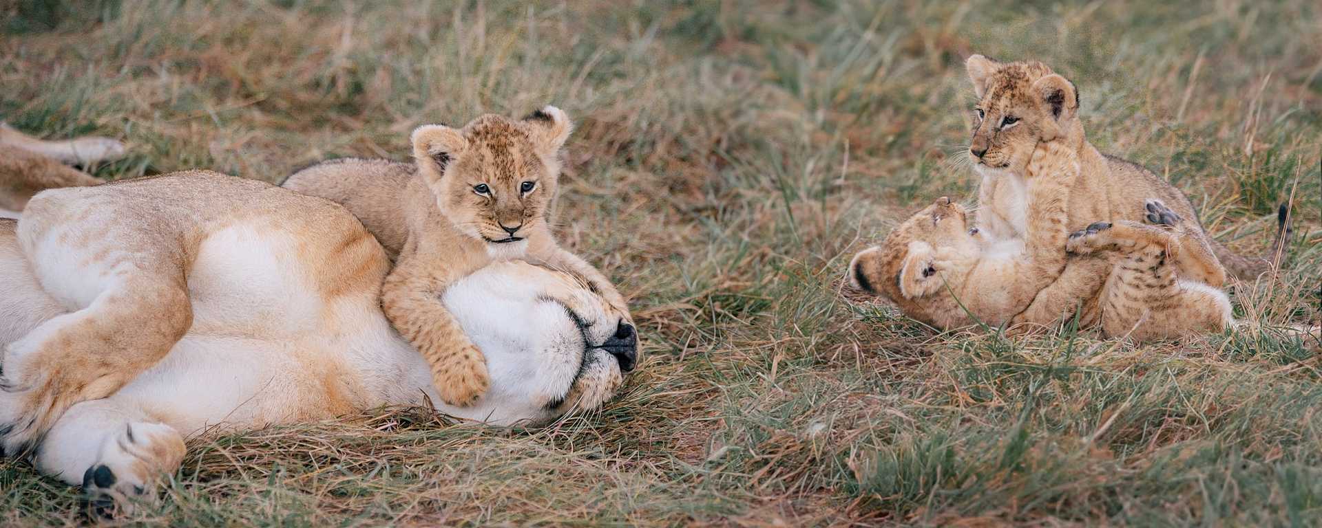 Lioness with her cubs in Northern Serengeti, East Africa, Tanzania