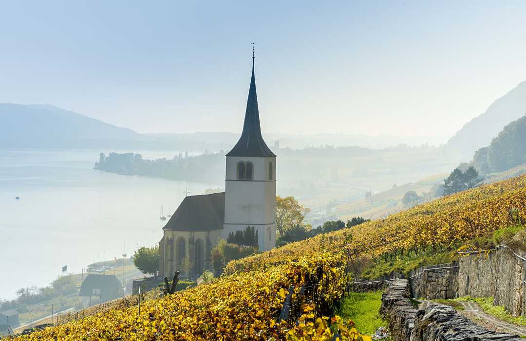 Lake Biel, Switzerland  Vineyards of the Lake Biel in Switzerland