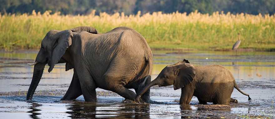 Elephant with baby crossing the river in Souther Africa