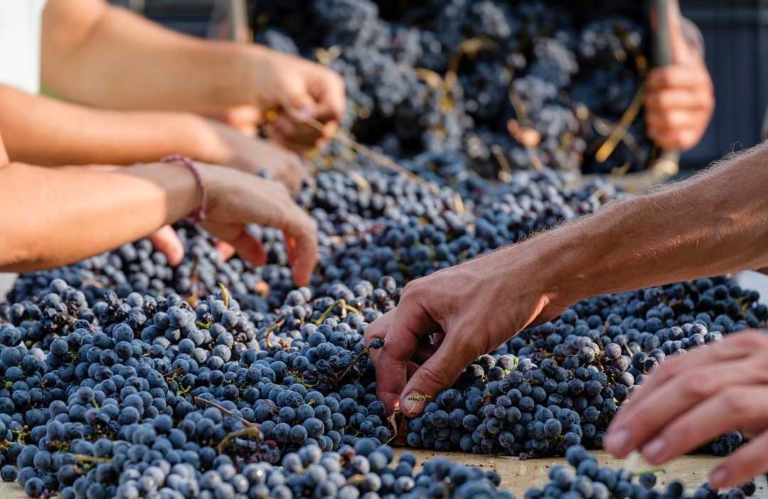 Grape harvest in Mallorca, Spain