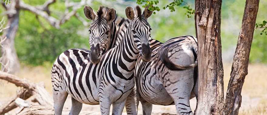 Zebras in the African savanna