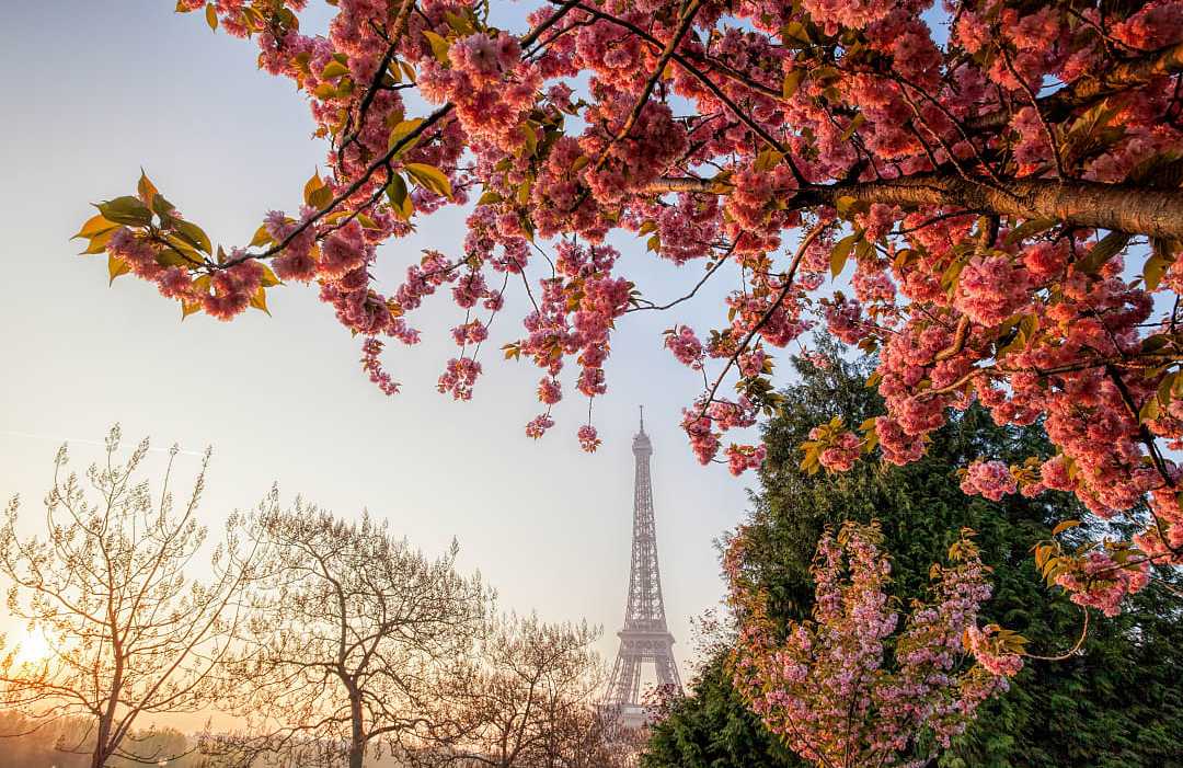 Cherry blossoms frame the Eiffel Tower in Pari, France