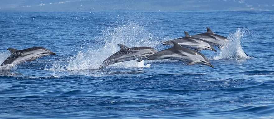 Family of dolphins in the Azores, Portugal