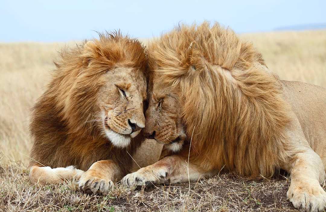 The Maasai Mara, Kenya