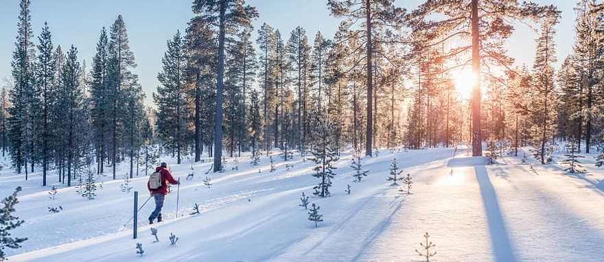 Cross country skier in snowy forest in the Lapland.