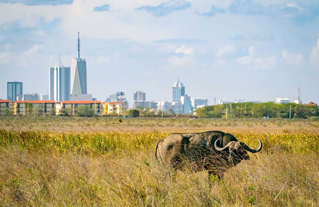 Buffalo in Nairobi National Park, Kenya
