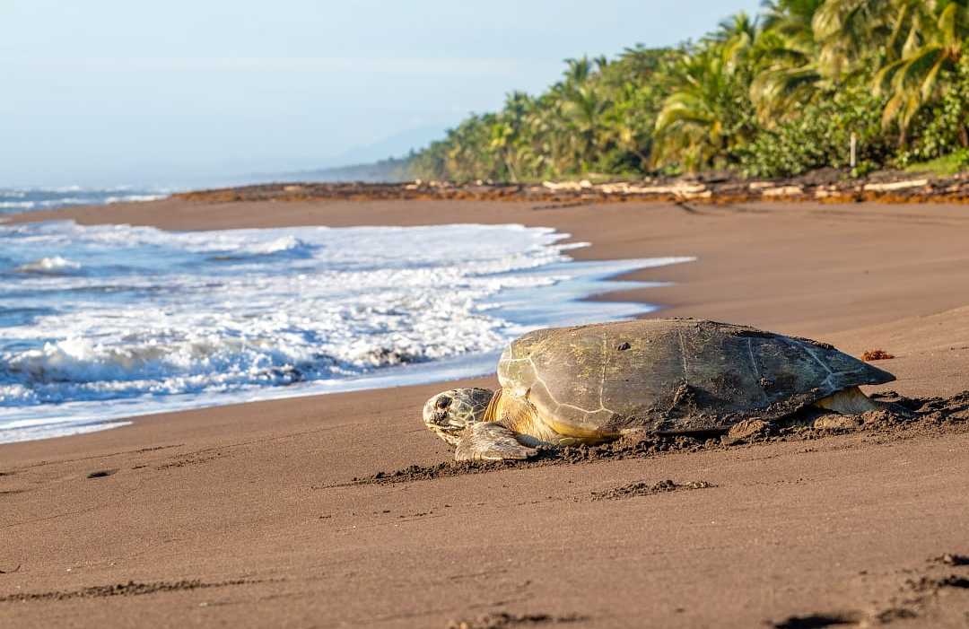 Sea turtle at Playa Tortuguero, Costa Rica