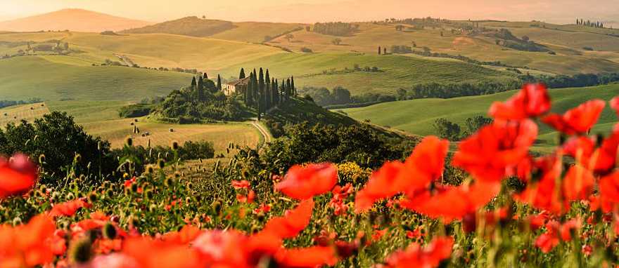 Poppy flower field in the beautiful landscape scenery of Tuscany in Italy