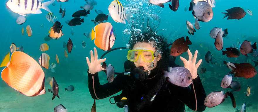 Scuba diving in Fiji Rainbow Reef, Corals and tropical fish