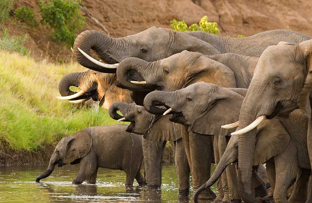 Herd of African Elephants in Botswana