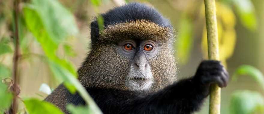 Golden monkey in the forest, Rwanda