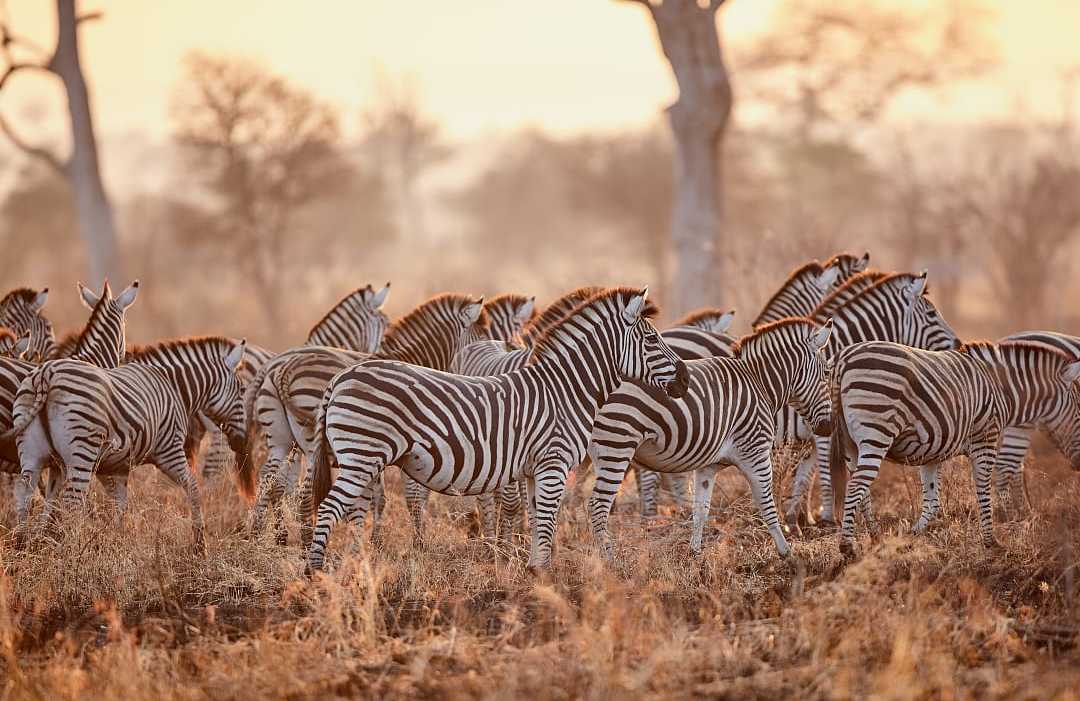 Burchell's zebras in Kruger National Park. Burchell's zebras in Kruger National Park.