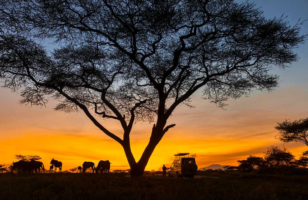 A beautiful sunset safari experience in the Serengeti, Tanzania. A beautiful sunset safari experience in the Serengeti, Tanzania.