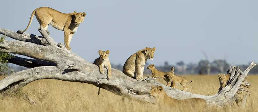 Lions on a dead tree branch in Chobe National Park, Botswana