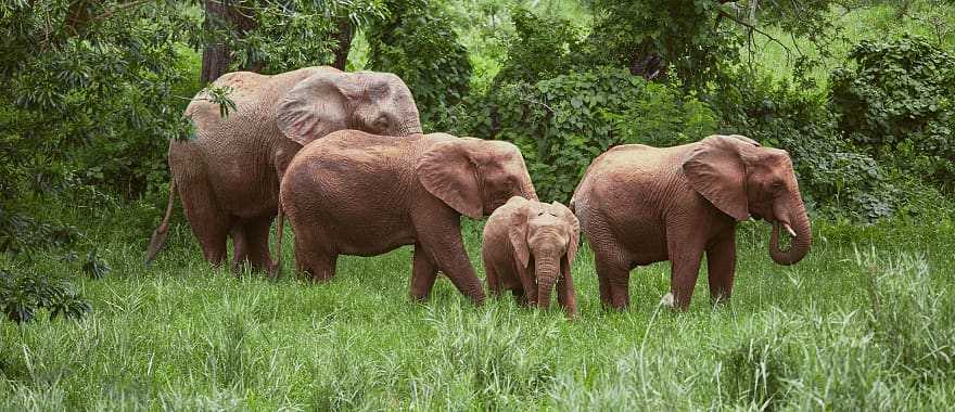 Elephants at Makalali Private Game Reserve in South Africa