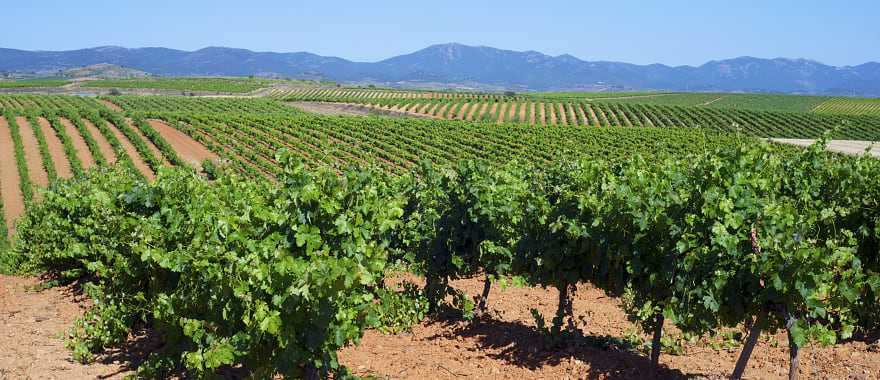 Vineyards in Spain