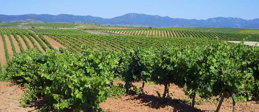 Vineyards in Spain