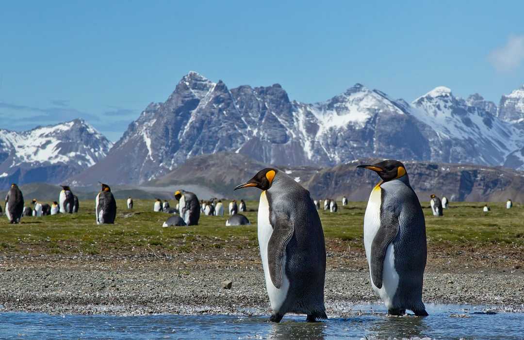 King Penguins on South Georgia Island