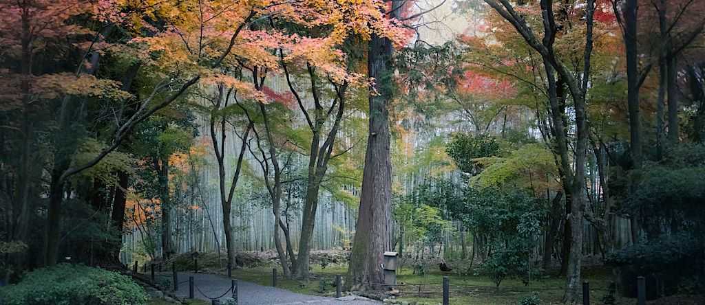 Fall foliage in Kyoto, Japan