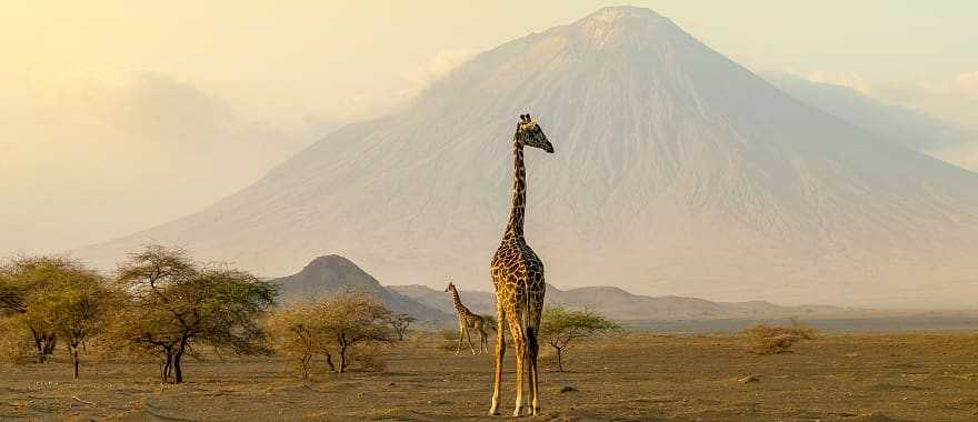 Giraffe in Arusha, Tanzania