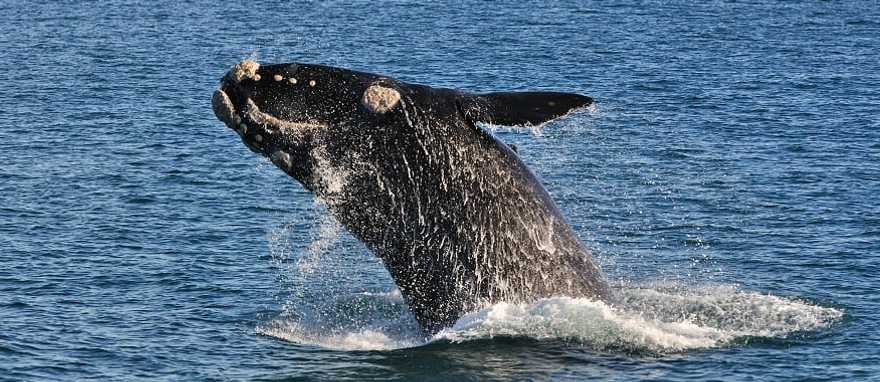 A southern right whale breaching in Walker Bay Nature Reserve, Hermanus, South Africa A southern right whale breaching in Walker Bay Nature Reserve, Hermanus, South Africa