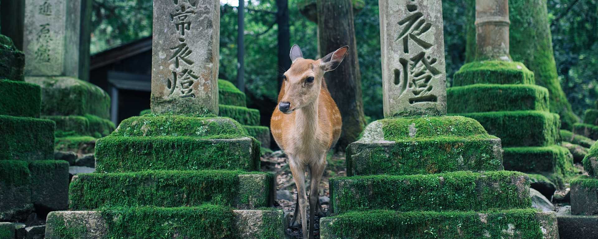 Deer at Nara Park in Nara, Japan