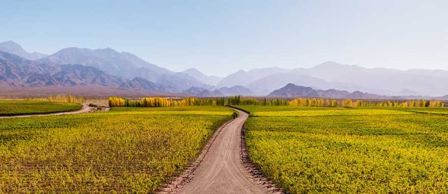 Vineyards and the Andes Mountains in Mendoza, Argentina
