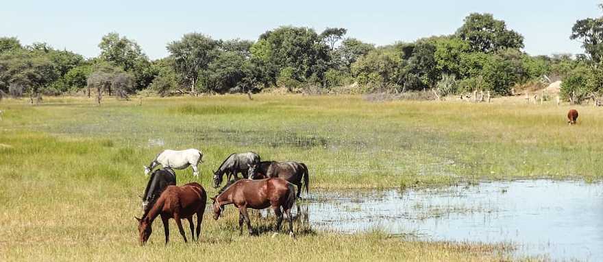 Horses by the Okavango Delta in Botswana Horses by the Okavango Delta in Botswana