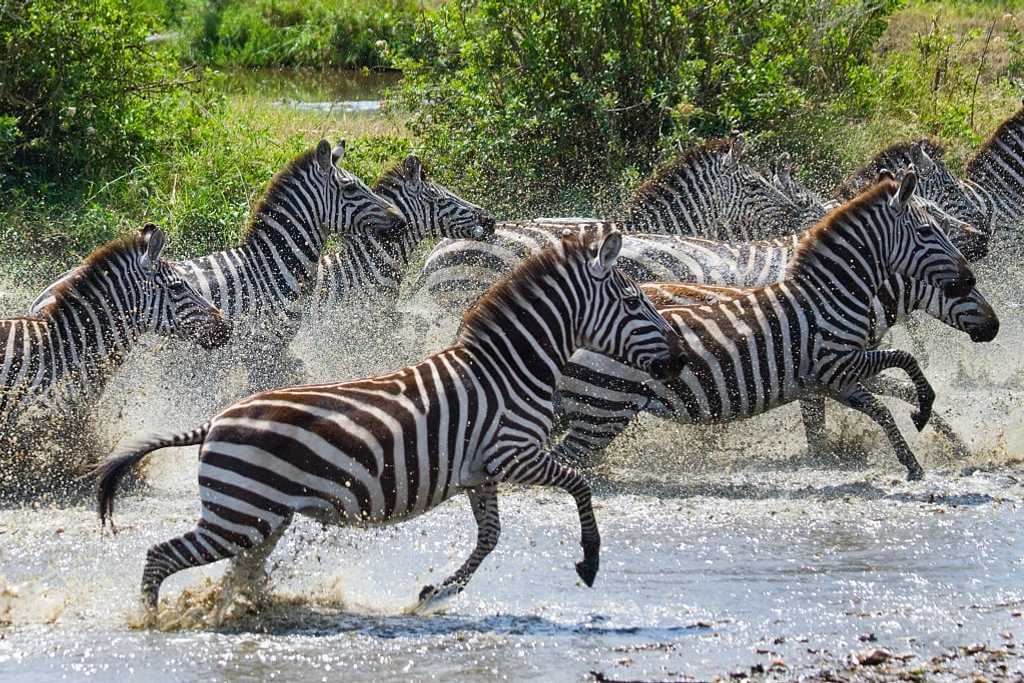 Zebras in Serengeti National Park, Tanzania