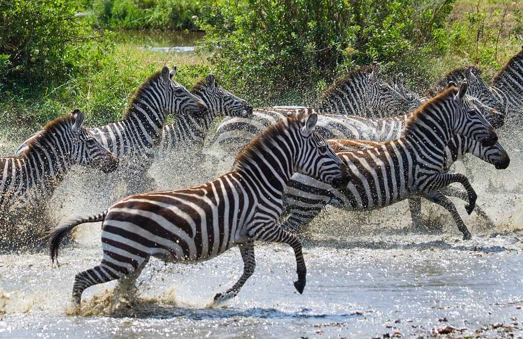 Zebras in Serengeti National Park, Tanzania
