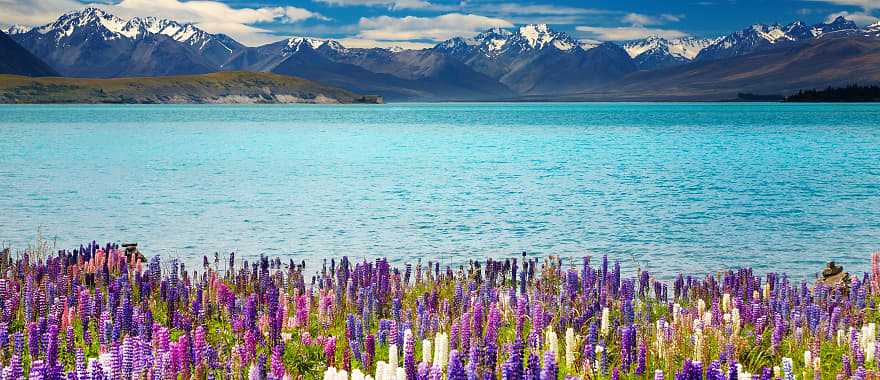 Lupins and Lake Tekapo, South Island, New Zealand