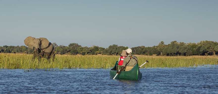 Observing an elephant from a canoe on the Zambezi River