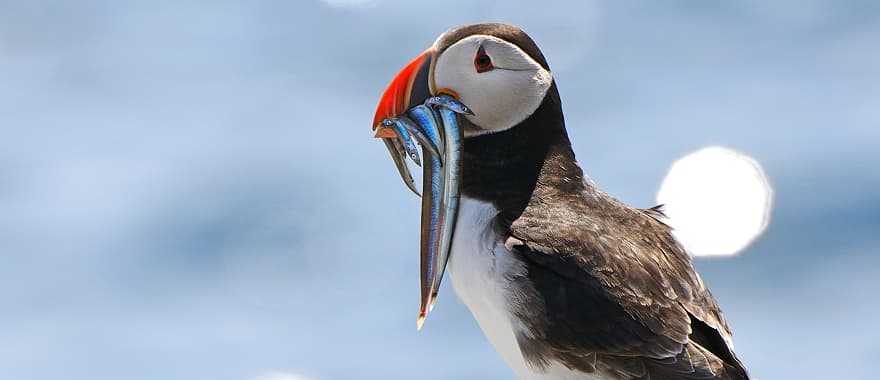 Puffins on the Farne Islands