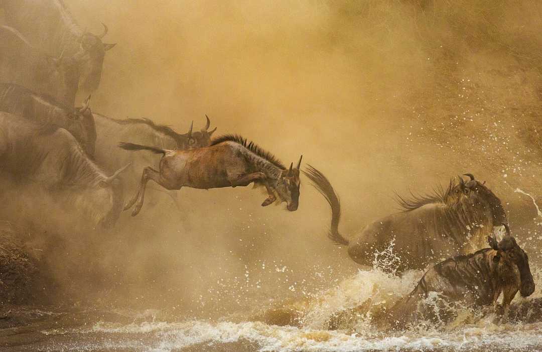 Wildebeest migration at the Mara River Wildebeests crossing the Mara river