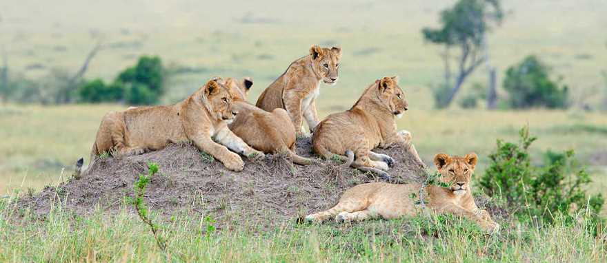 Lions on the savanna in South Africa