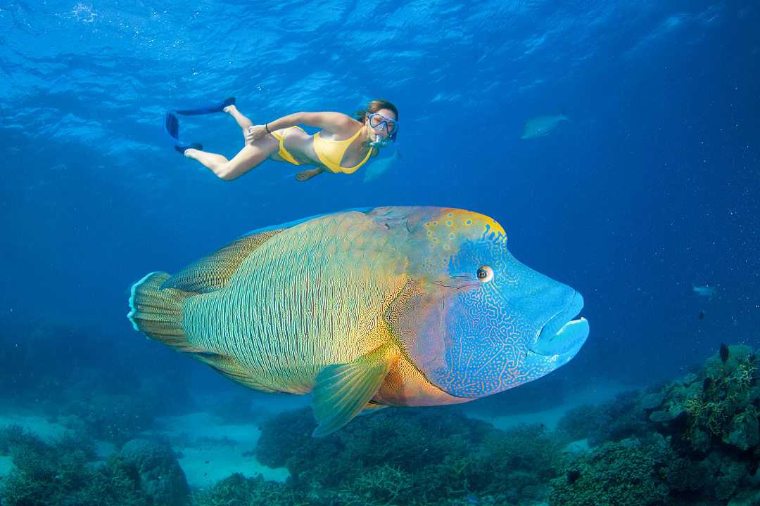 Woman snorkeling along side a maori wrasse in the Great Barrier Reef, Australia