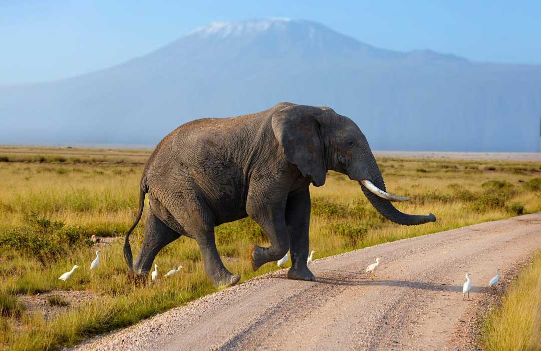 Elephant in Amboseli National Park with Mount of Kilimanjaro in the background, Kenya Elephant in Amboseli National Park with Mount of Kilimanjaro in the background, Kenya
