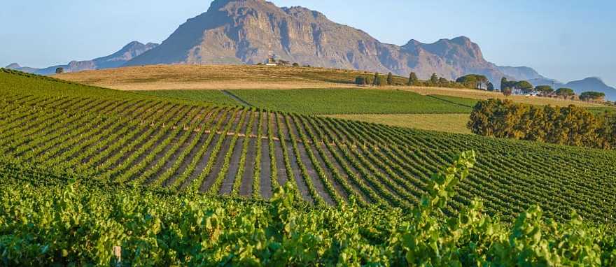 Vineyard in Stellenbosch, South Africa