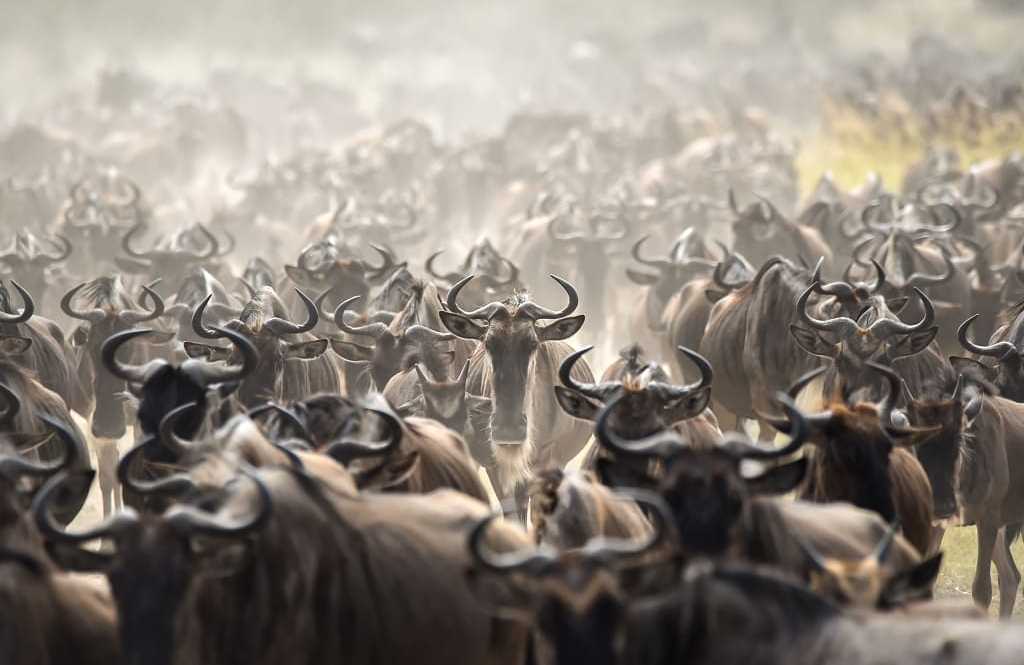 Wildebeest Great Migration in Tanzania
