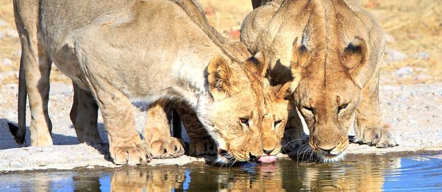 Highlights of Namibia Luxury Fly-In Safari