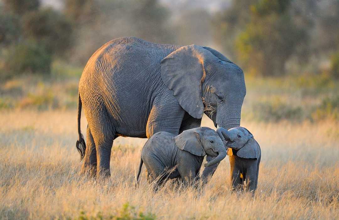 Amboseli National Park, Kenya. Amboseli National Park, Kenya.