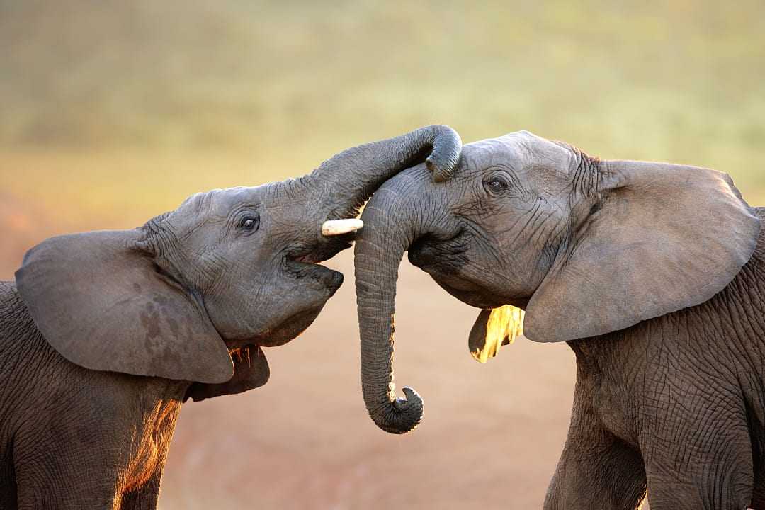 Addo Elephant Park elephant calves playing