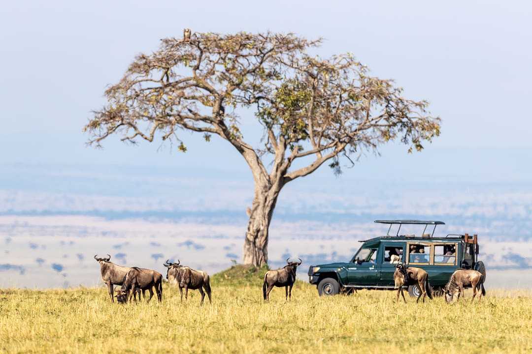 Great Wildebeest Migration in Kenya