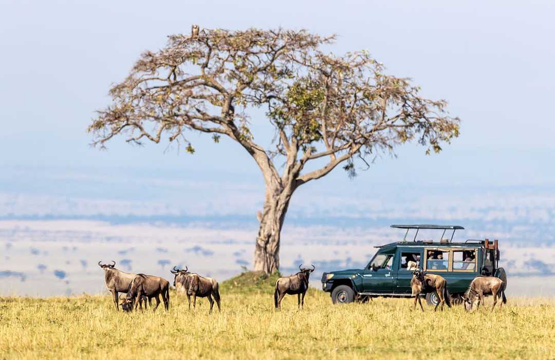 Great Wildebeest Migration in Kenya