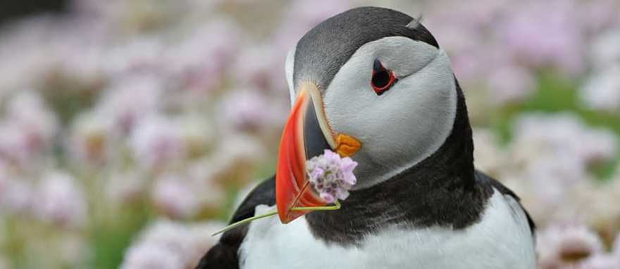 Atlantic Puffin in Iceland Atlantic Puffin in Iceland