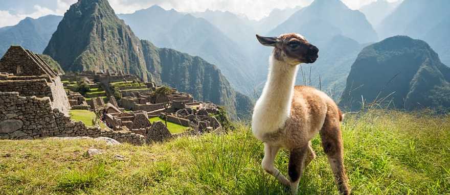 Llama at Machu Pichu in Peru Llama at Machu Pichu in Peru