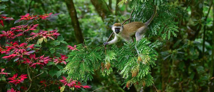 Monkey Vervet in the wild in Rwanda, Africa